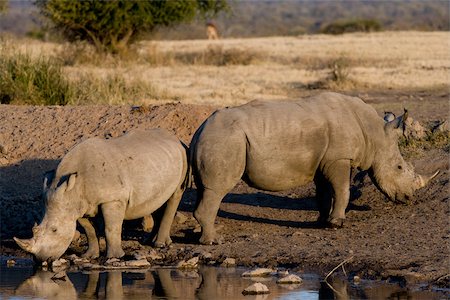 rhinoceros - Rhinoceros at watering hole. Stock Photo - Premium Royalty-Free, Code: 614-02837710