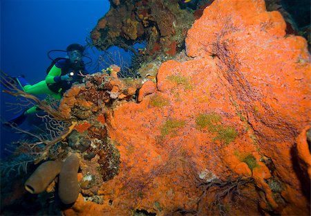 submarinista (mujer) - Diver on coral reef. Foto de stock - Sin royalties Premium, Código: 614-02837727