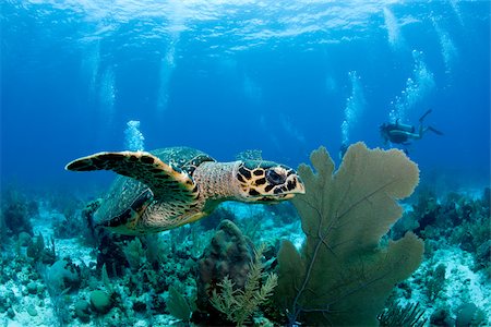 Hawksbill turtle on reef. Foto de stock - Royalty Free Premium, Número: 614-02837722