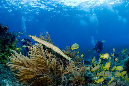 simsearch:614-06044214,k - Marine life on coral reef. Foto de stock - Sin royalties Premium, Código: 614-02837747