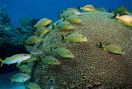 simsearch:614-02837464,k - Fish huddled near brain coral. Fotografie stock - Premium Royalty-Free, Codice: 614-02837749