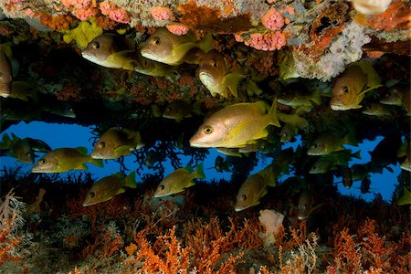 simsearch:614-02837551,k - Schooling fish near structure. Fotografie stock - Premium Royalty-Free, Codice: 614-02837740