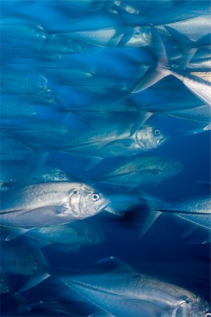 shoal on pacific ocean - Schooling fish. Foto de stock - Sin royalties Premium, Código: 614-02837758