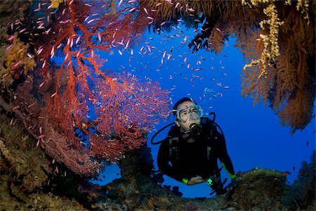 simsearch:625-01745239,k - Scuba diver and gorgonians. Foto de stock - Sin royalties Premium, Código: 614-02837752