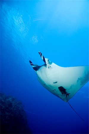 simsearch:614-02837660,k - Soaring Manta ray. Stock Photo - Premium Royalty-Free, Code: 614-02837768