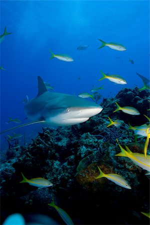 simsearch:614-02837464,k - Reef shark. Fotografie stock - Premium Royalty-Free, Codice: 614-02837786