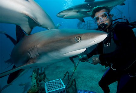 extreme close up - Shark feeding dive. Foto de stock - Sin royalties Premium, Código: 614-02837797