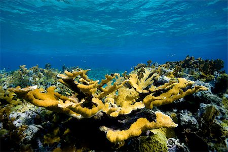 View of coral reef. Foto de stock - Sin royalties Premium, Código: 614-02837804