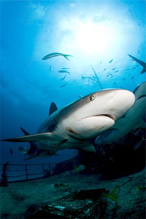 simsearch:614-06044287,k - Sharks on shipwreck. Fotografie stock - Premium Royalty-Free, Codice: 614-02837815