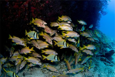 simsearch:614-02837759,k - Schooling fish near shipwreck. Foto de stock - Sin royalties Premium, Código: 614-02837833