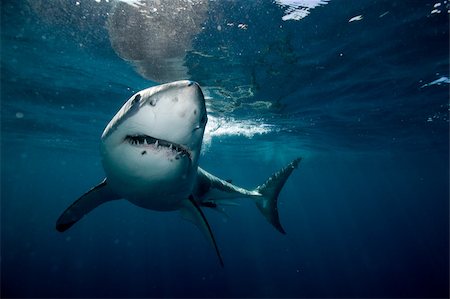 requin - Grand requin blanc. Photographie de stock - Premium Libres de Droits, Code: 614-02837845