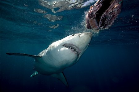 simsearch:614-06044217,k - Great white shark. Stock Photo - Premium Royalty-Free, Code: 614-02837842