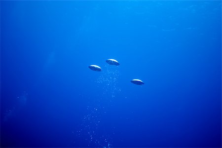 Air bubbles from diver. Stock Photo - Premium Royalty-Free, Code: 614-02837854