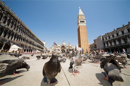 pigeon - St marks square Stock Photo - Premium Royalty-Free, Code: 614-02838083