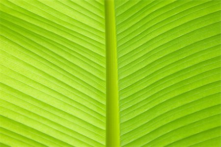 Close up of a leaf Stock Photo - Premium Royalty-Free, Code: 614-02838166