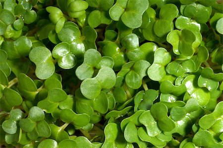 Watercress Foto de stock - Sin royalties Premium, Código: 614-02934236