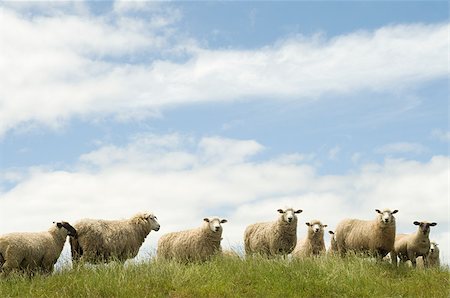 sheep - Sheep standing in grassy field Stock Photo - Premium Royalty-Free, Code: 614-02934369