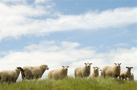 Sheep standing in grassy field Stock Photo - Premium Royalty-Free, Code: 614-02934369