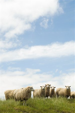 Sheep standing in grassy field Stock Photo - Premium Royalty-Free, Code: 614-02934370