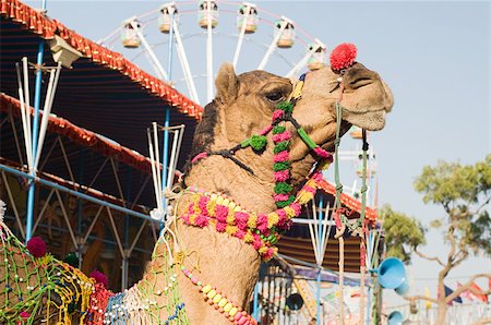 pushkar - Camel in festival attire Foto de stock - Sin royalties Premium, Código: 614-02934851