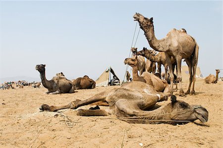 pushkar - Camels at pushkar camel festival Foto de stock - Sin royalties Premium, Código: 614-02934887