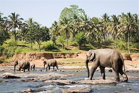 stone elephants - Elephants walking through watering hole Stock Photo - Premium Royalty-Free, Code: 614-02933956