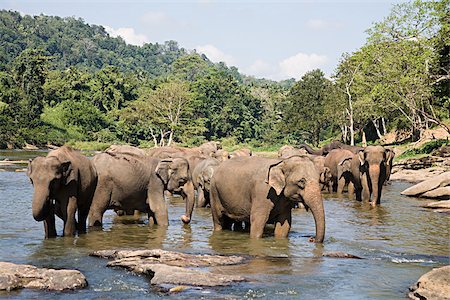 Herd of elephants in watering hole Stock Photo - Premium Royalty-Free, Code: 614-02933952