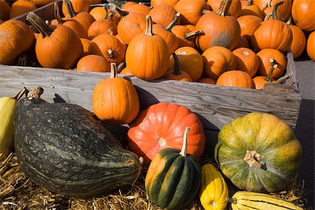 pumpkin farm - Pumpkins and squash Stock Photo - Premium Royalty-Free, Code: 614-02984315