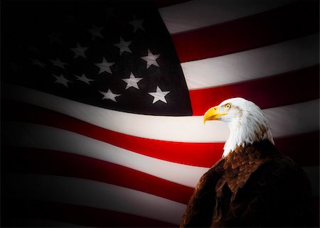 eagle - Bald eagle and american flag Stock Photo - Premium Royalty-Free, Code: 614-02984904