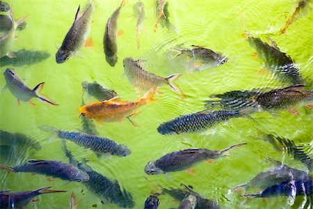 pond top view - Fishes swimming in a pond Foto de stock - Sin royalties Premium, Código: 614-02985436