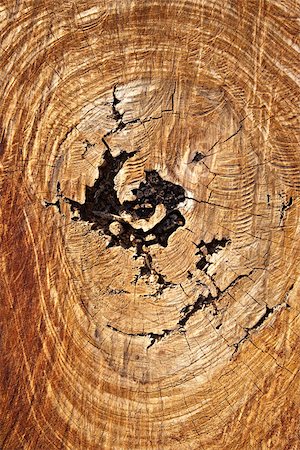 Full frame image of a tree stump Foto de stock - Sin royalties Premium, Código: 614-02985454