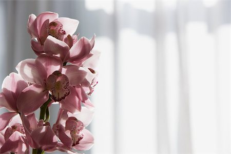 Orchid flowers Stock Photo - Premium Royalty-Free, Code: 614-03020075