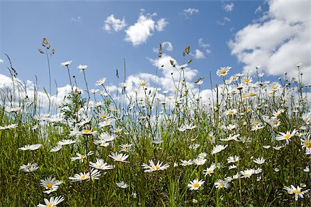 pâquerette - Champ de marguerites Photographie de stock - Premium Libres de Droits, Code: 614-03020311