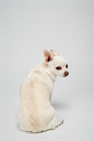 dog sitting rear view - Chihuahua with back to camera Stock Photo - Premium Royalty-Free, Code: 614-03080403