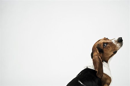 Basset hound Foto de stock - Sin royalties Premium, Código: 614-03080414