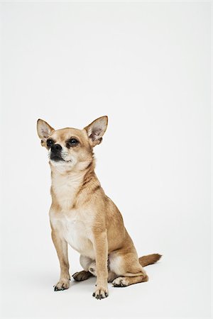 Chihuahua Stock Photo - Premium Royalty-Free, Code: 614-03080415