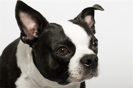 dog heads close up - Boston terrier Stock Photo - Premium Royalty-Free, Code: 614-03080416