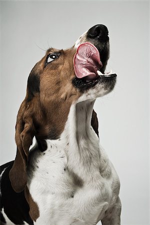sacando la lengua - Basset hound sticking out tongue Foto de stock - Sin royalties Premium, Código: 614-03080417