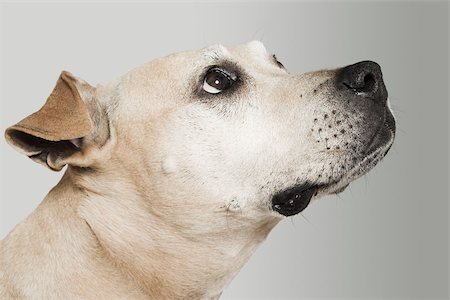 Dog Head Side View Royalty-Free Images, Stock Photos & Pictures