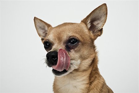 simsearch:614-03080404,k - Chihuahua licking nose Foto de stock - Sin royalties Premium, Código: 614-03080423