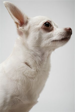 simsearch:614-03080431,k - Chihuahua Foto de stock - Royalty Free Premium, Número: 614-03080435