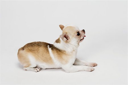 simsearch:614-03080431,k - Chihuahua Foto de stock - Royalty Free Premium, Número: 614-03080436