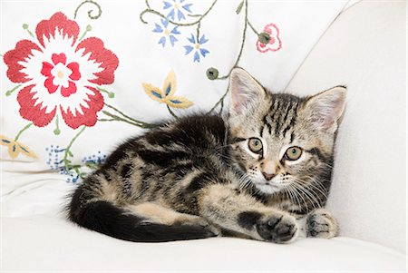 Kitten Stock Photo - Premium Royalty-Free, Code: 614-03241161