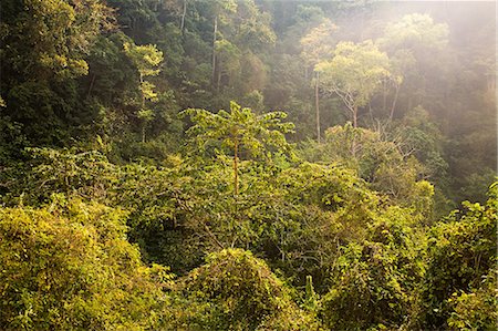 Rainforest in laos Stock Photo - Premium Royalty-Free, Code: 614-03241224