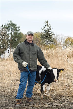 Farmer with calf Stock Photo - Premium Royalty-Free, Code: 614-03359462