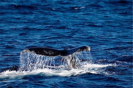 Behavior of Humpback whale. Stock Photo - Premium Royalty-Free, Code: 614-03360021