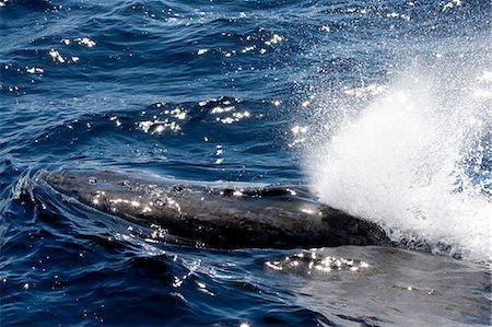 finback whale - Behavior of Humpback whale. Stock Photo - Premium Royalty-Free, Code: 614-03360022