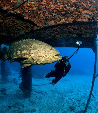 Diver and Goliath grouper. Stock Photo - Premium Royalty-Free, Code: 614-03360039