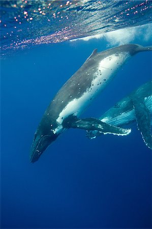 pictures of humpback whales underwater - Behavior of Humpback whales Foto de stock - Sin royalties Premium, Código: 614-03360044