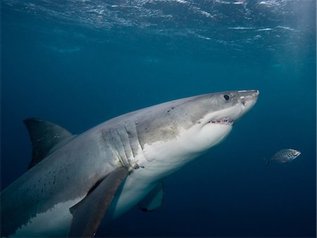 simsearch:614-06623333,k - Great White Shark Foto de stock - Sin royalties Premium, Código: 614-03360056